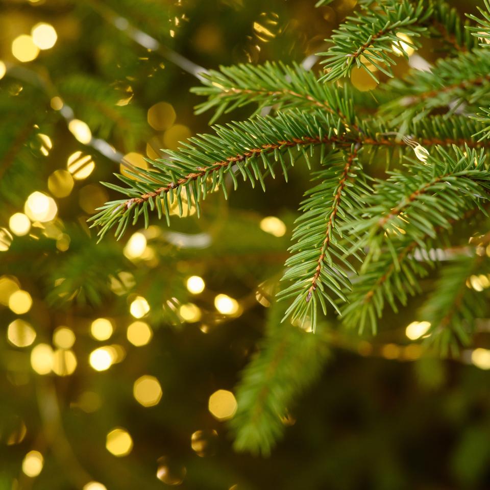 Close-up of green pine branches with warm golden holiday lights in the background